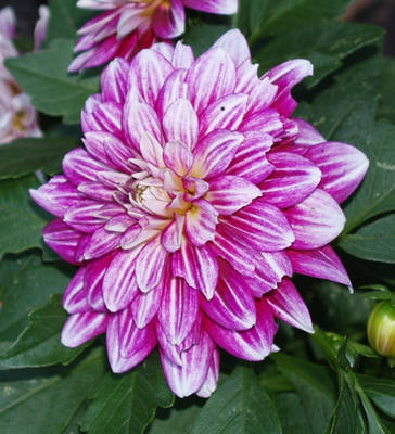 Summer 2015 Purple Dahlia Stock 2