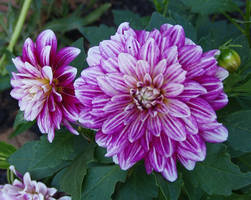 Summer 2015 Purple Dahlia Stock 5