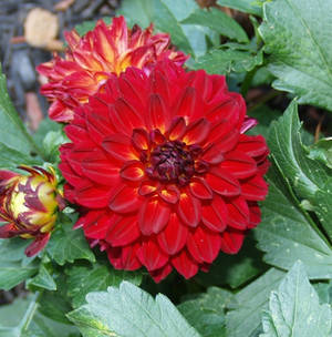 Summer 2015 Red Dahlia Stock 5