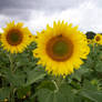 Sunflowers 4