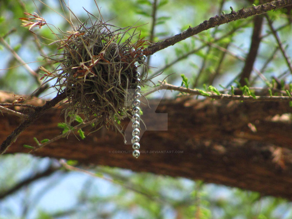 Nest