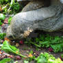 Giant Tortise