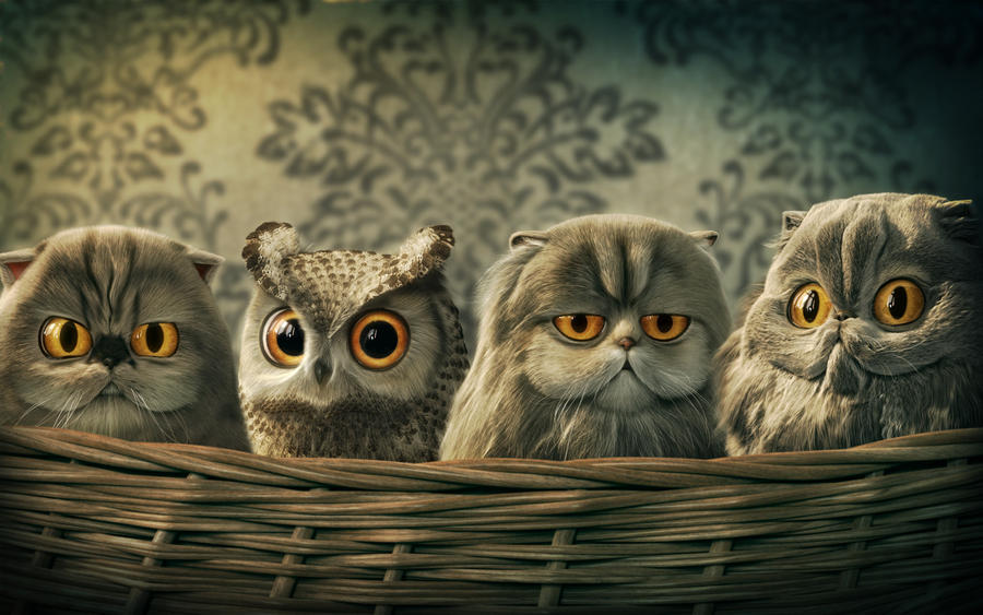 Lomo Owl by carlsonwkk