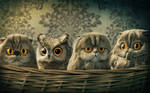 Lomo Owl