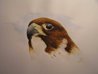 Freebrush Falcon
