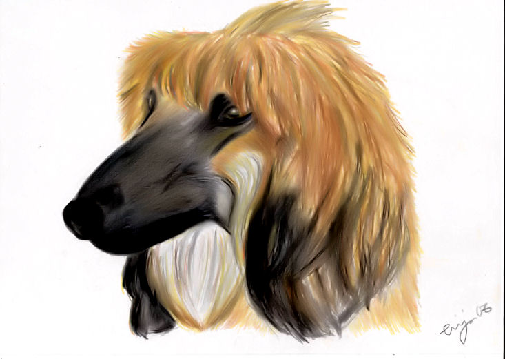 Afghan hound youngster