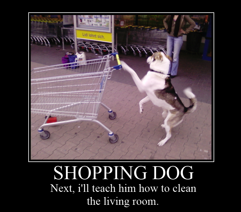 Shopping Dog