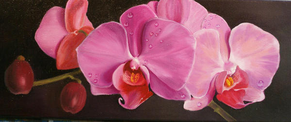 purple orchid