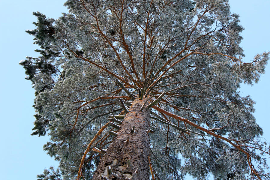 Kin Pine King Pine by SoulForce on DeviantArt