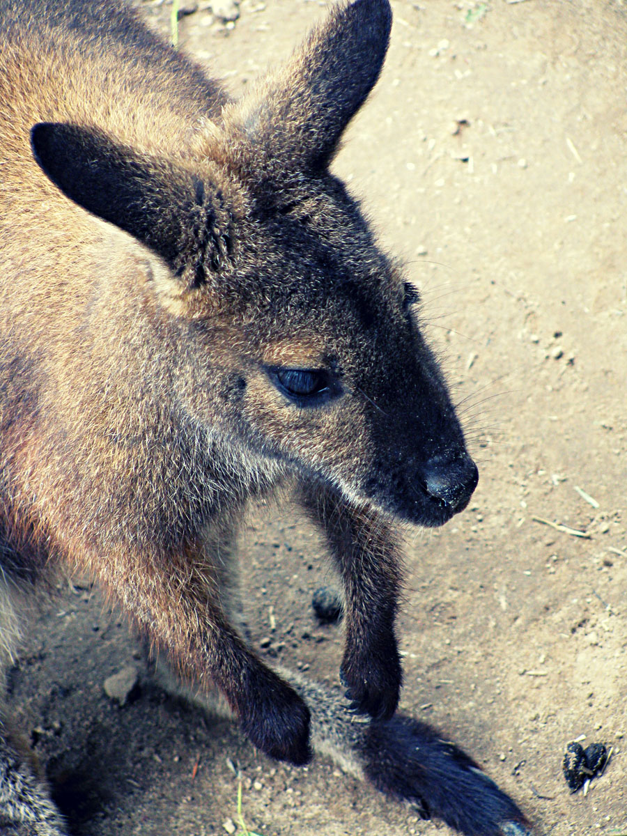 Pensieve Wallaby