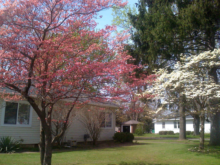 Pink and White