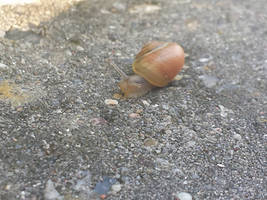 Snail