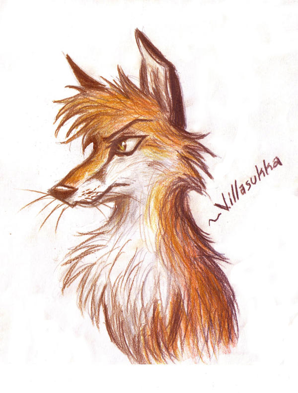 fox-drawing