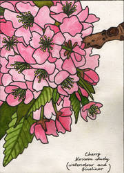 Cherry Blossoms 2