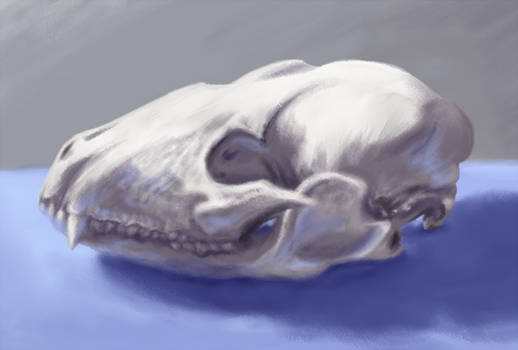 Animal Skull