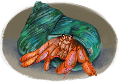 Hermit Crab