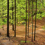 Footpath