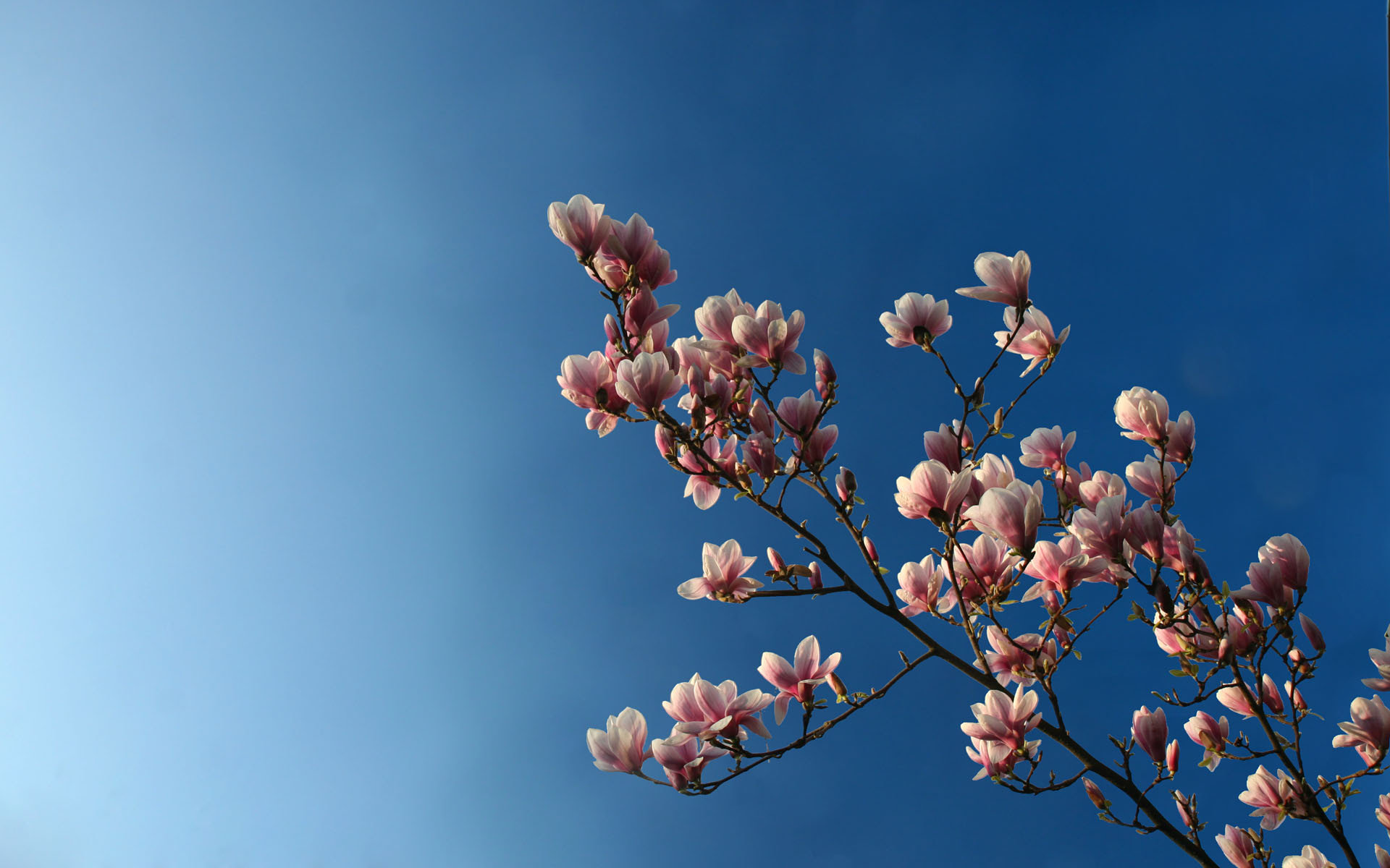 Magnolia