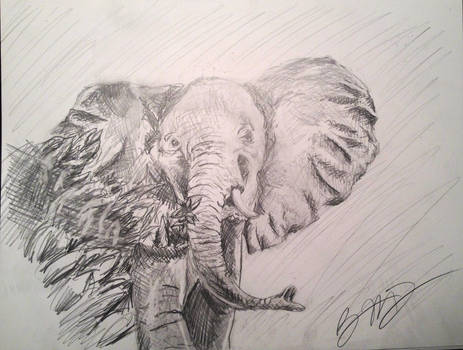 Elephant Sketch