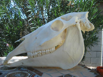 Molly the horse skull