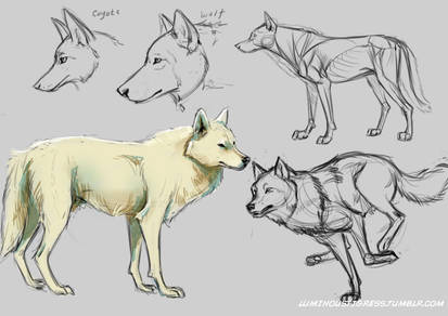 wolf study