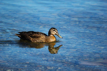 Floating On The Water