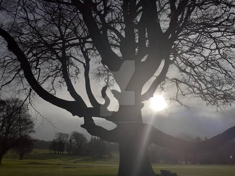 Sun Behind  Tree (Scotland)