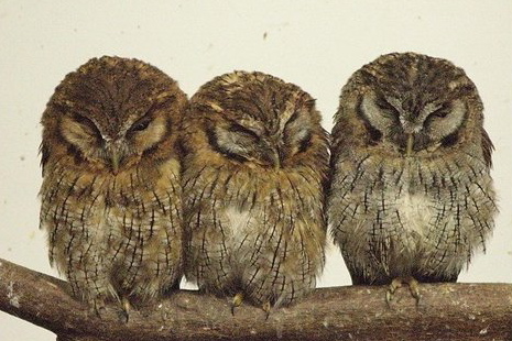 Owls in Japan