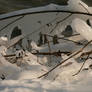 icy tree branches