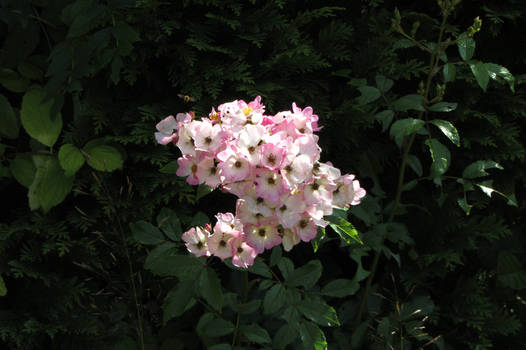 Pink flowers