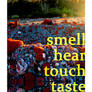 SMELL HEAR TOUCH TASTE FEEL