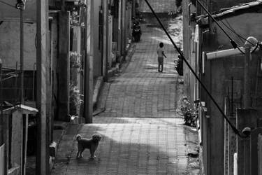 Dog in the Alley