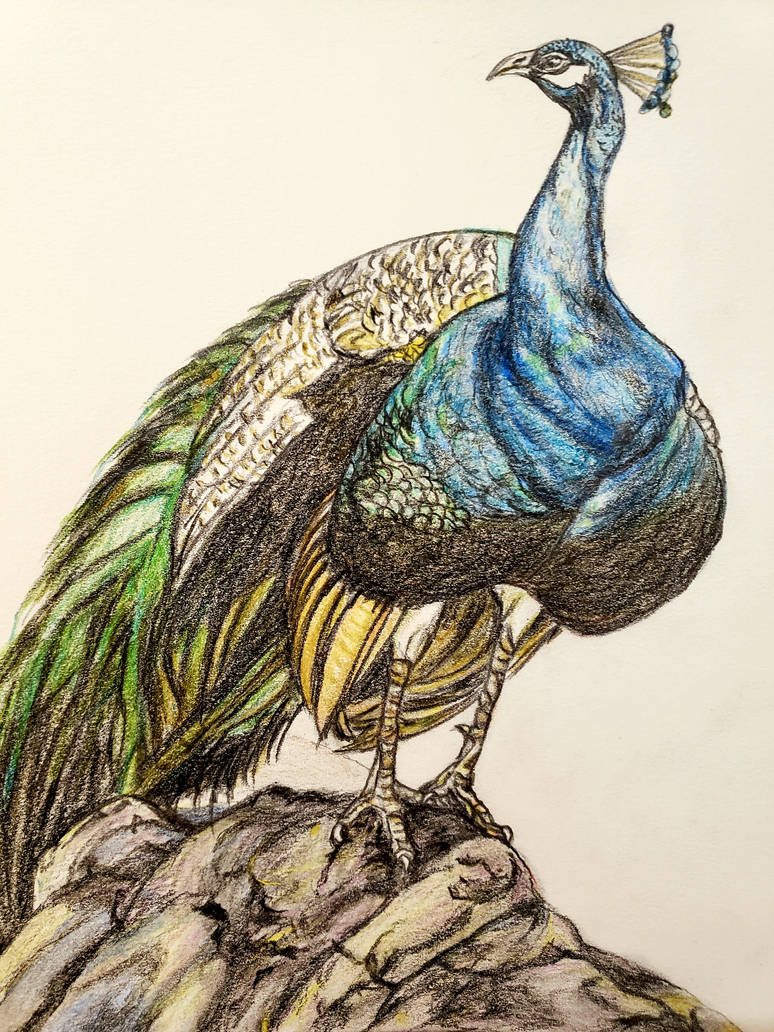 Color Pencil Drawing Geen Peacock by PeacefulDrawing on DeviantArt