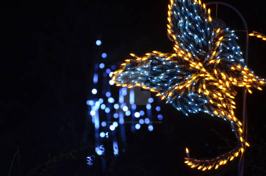 Butterfly of Lights