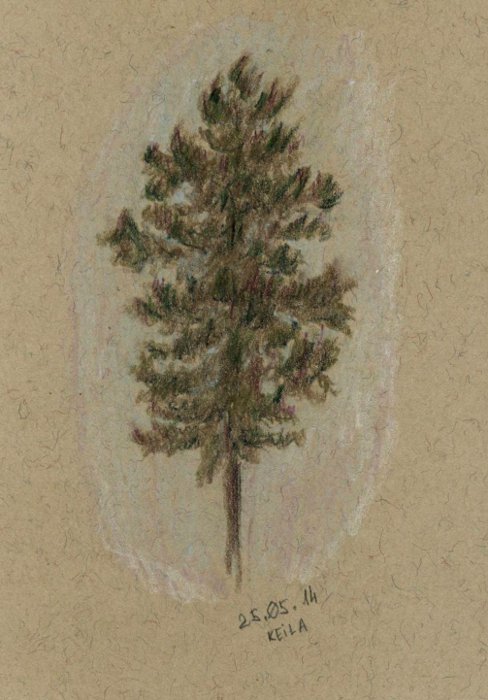 A pine