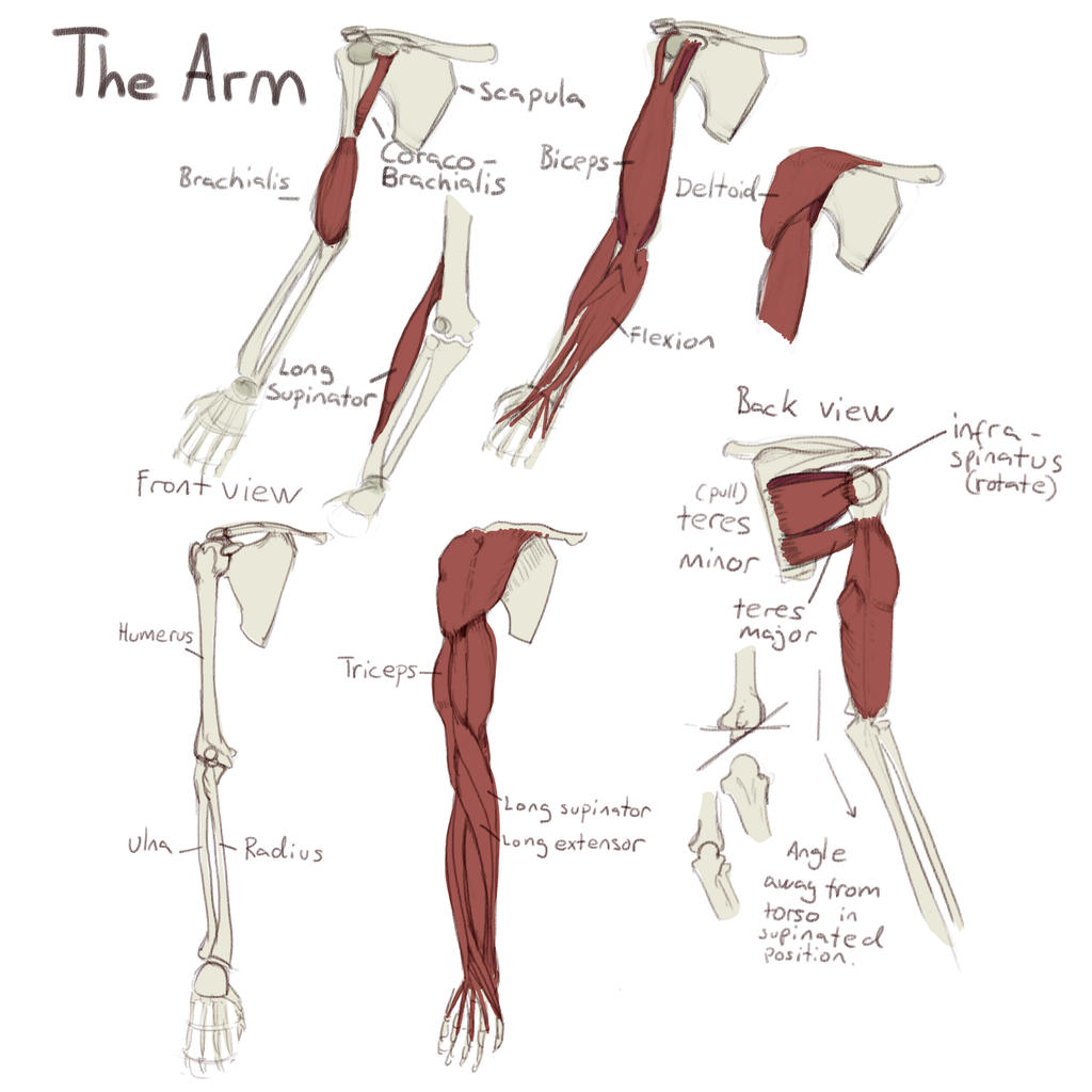 Arm Reference Anatomy Arm Extension Reference Images | Anatomy 360