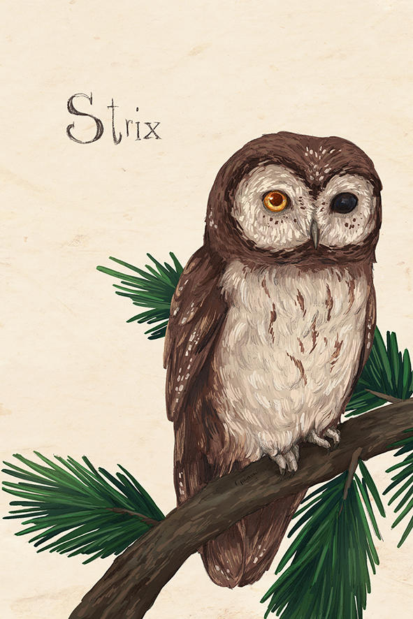 Strix - Commission for Elysia by FrancescaPaiocchi on DeviantArt