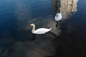 swans