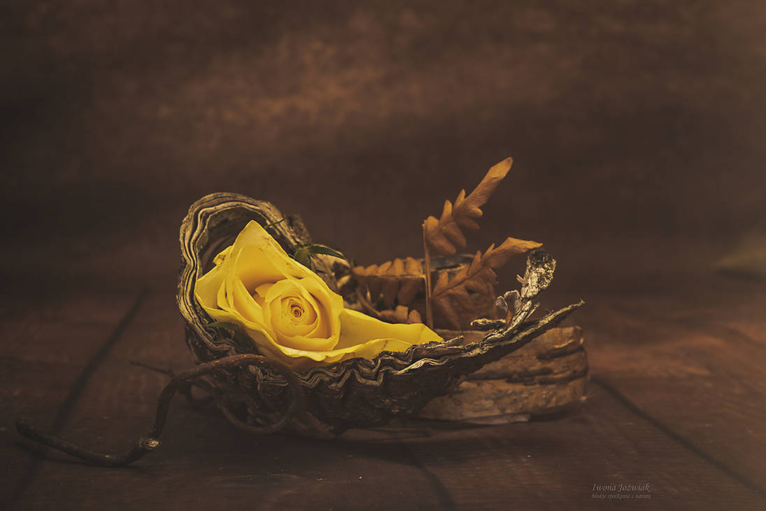Passing Out Roses rose passing away ... by mirandaarts on DeviantArt