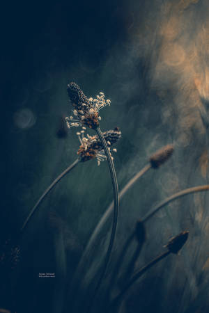 from wandering the meadow ... by mirandaarts from wandering the meadow ... by mirandaarts