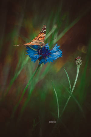 butterfly... by mirandaarts butterfly... by mirandaarts