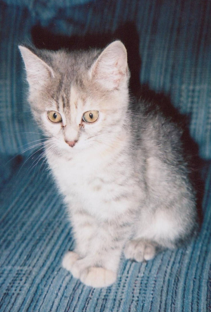 Random kitten 2 by spartanpilot on DeviantArt