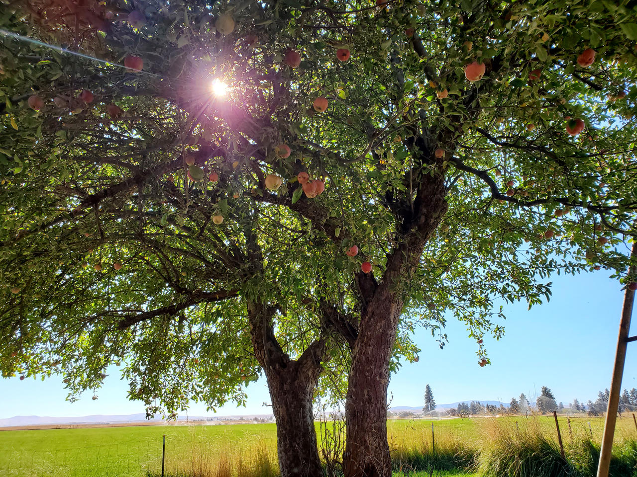Sun through tree by spartanpilot on DeviantArt