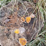 Leaves on Stump