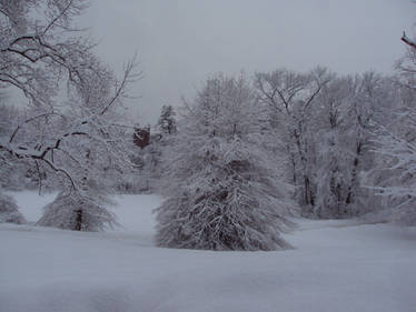 stock, snowy meadow