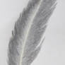 Raven Feather