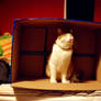 I Has A Box.