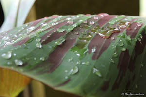 Crying Leaf