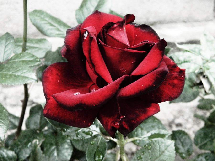 Happy Roses Vs Sad Roses Sad rose by denissede on DeviantArt