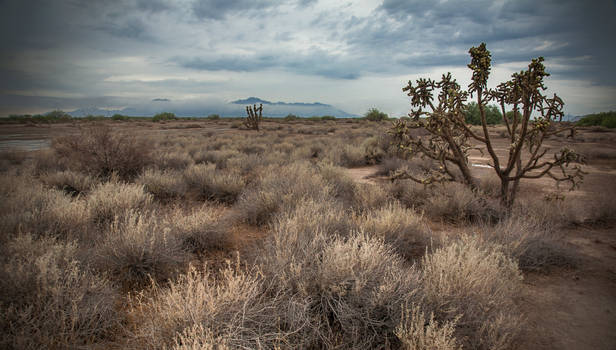 The Desert after the Monsoon